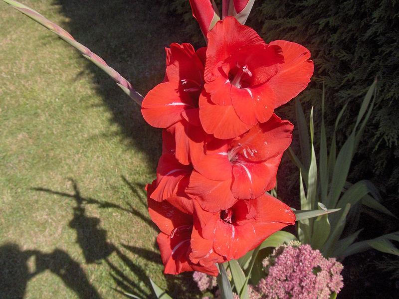 Soubor:Gladiolud'RedCascade'01.jpg