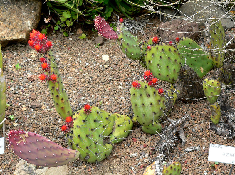 Soubor:Opuntia riviereana 1.jpg