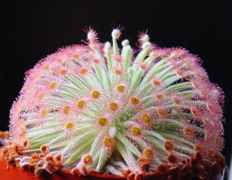 Soubor:Drosera derbyensis ne1.JPG