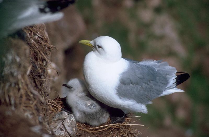 Soubor:Black-legged Kittiwake and Chick.jpg