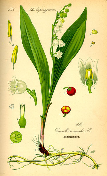 Soubor:Illustration Convallaria majalis0.jpg