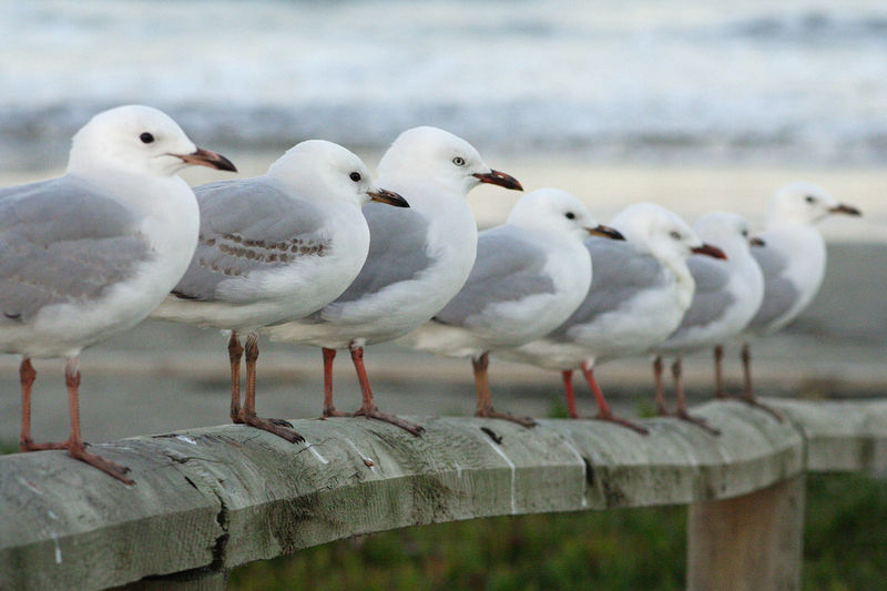 Soubor:NeuseelandSeagulls.jpg