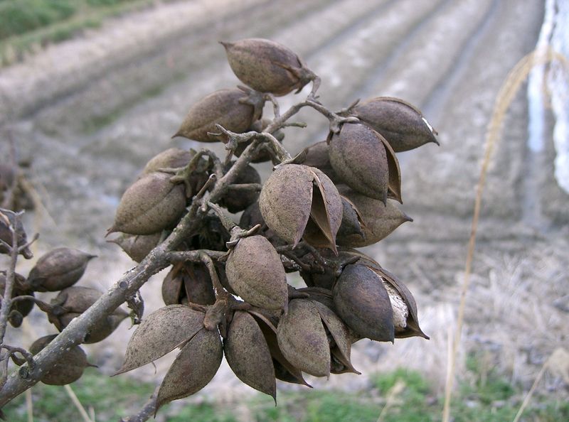 Soubor:Paulownia tomentosa4.jpg