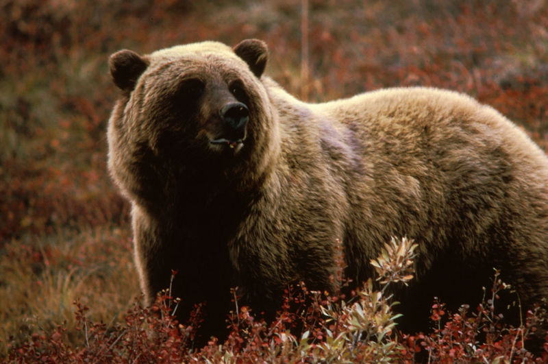 Soubor:Grizzlybear55.jpg