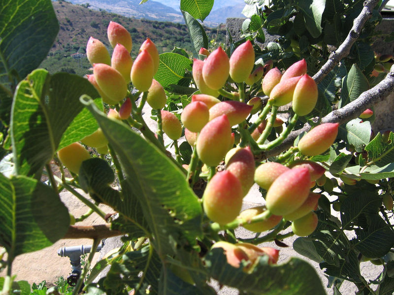 Soubor:Pistacia napoletana 1.jpg