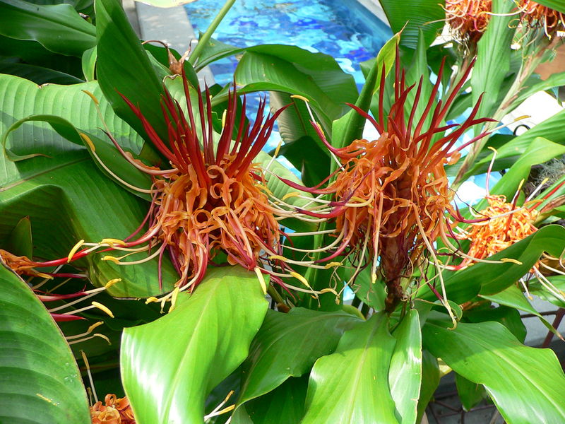 Soubor:Hedychium longicornutum.jpg