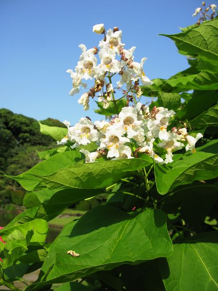 Soubor:Catalpa speciosa.JPG