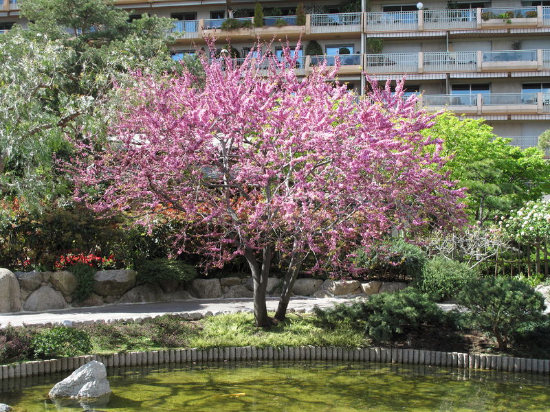 Soubor:Japanese garden Monaco4.jpg