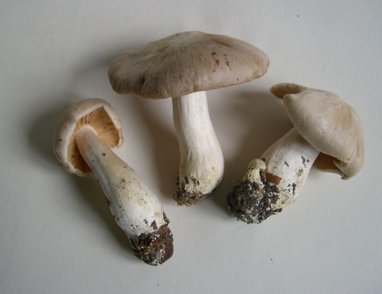 Soubor:Entoloma sinuatum.JPG