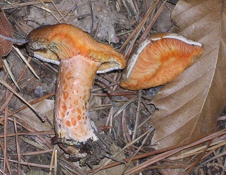 Soubor:Lactarius deliciosus cut.jpg