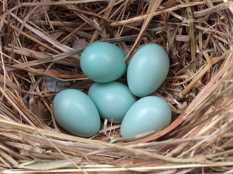 Soubor:Starling eggs.jpeg