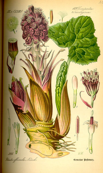 Soubor:Illustration Petasites hybridus0.jpg