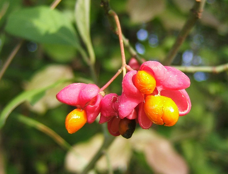 Soubor:2006-10-09-Euonymus europaeusSamen02.jpg