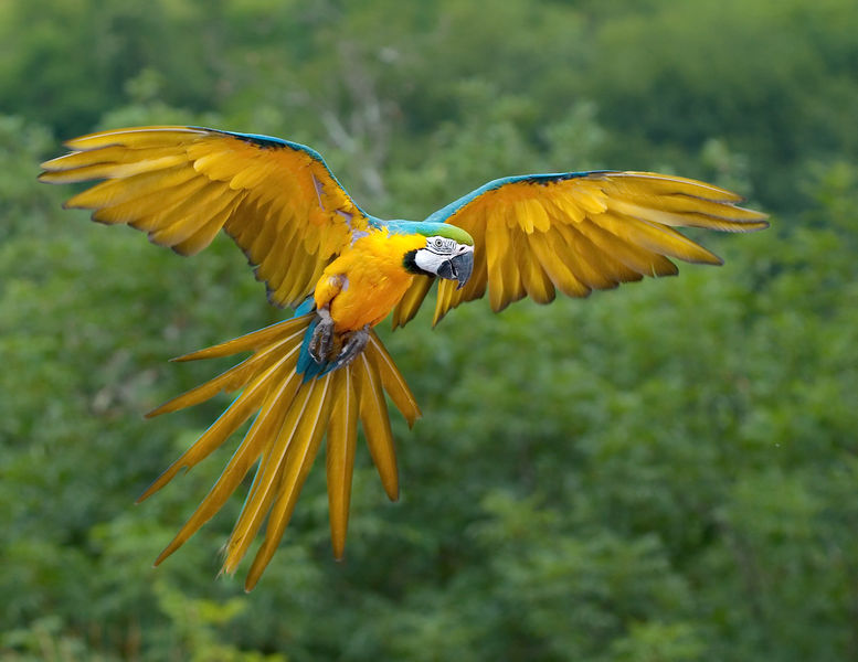 Soubor:Ara ararauna Luc Viatour.jpg