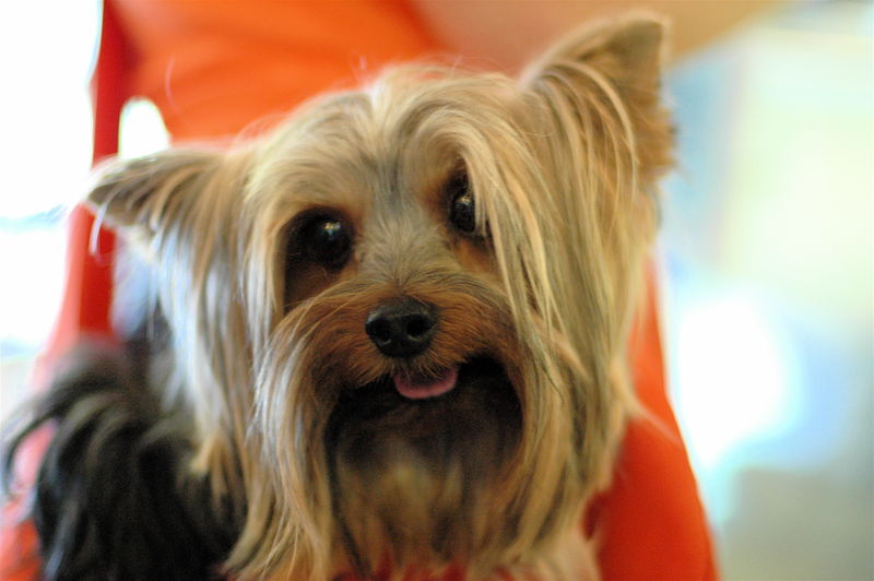 Soubor:Yorkshire Terrier purse.jpg