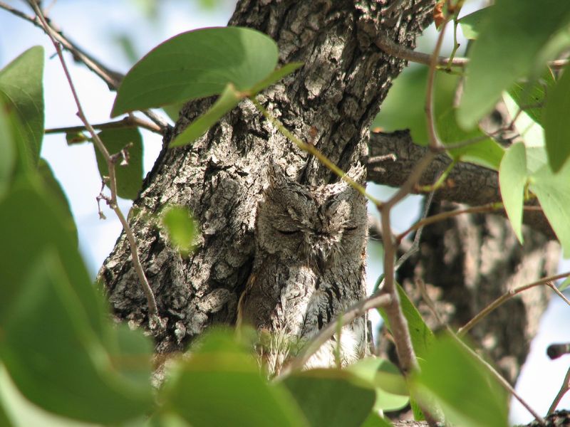 Soubor:African Scops owl.jpg