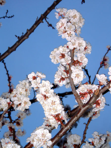 Soubor:Apricot blossom detail1.jpg