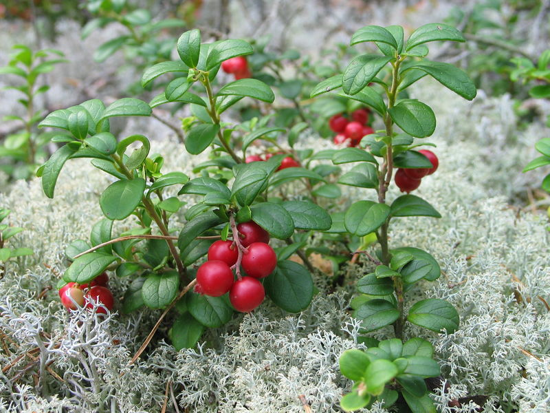 Soubor:Vaccinium vitis-idaea 20060824 003.jpg