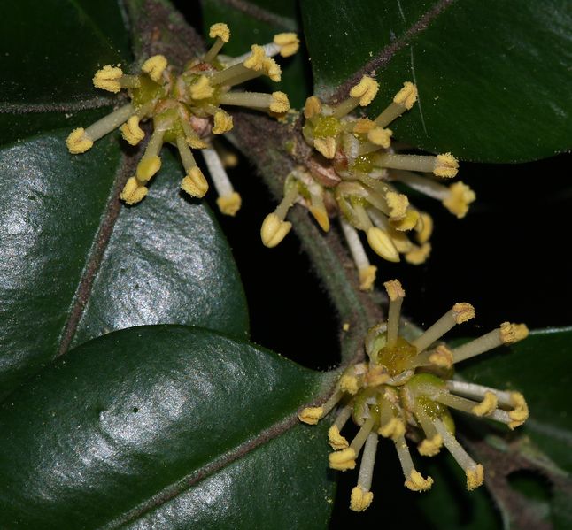 Soubor:Buxus.sempervirens.flowers.jpg