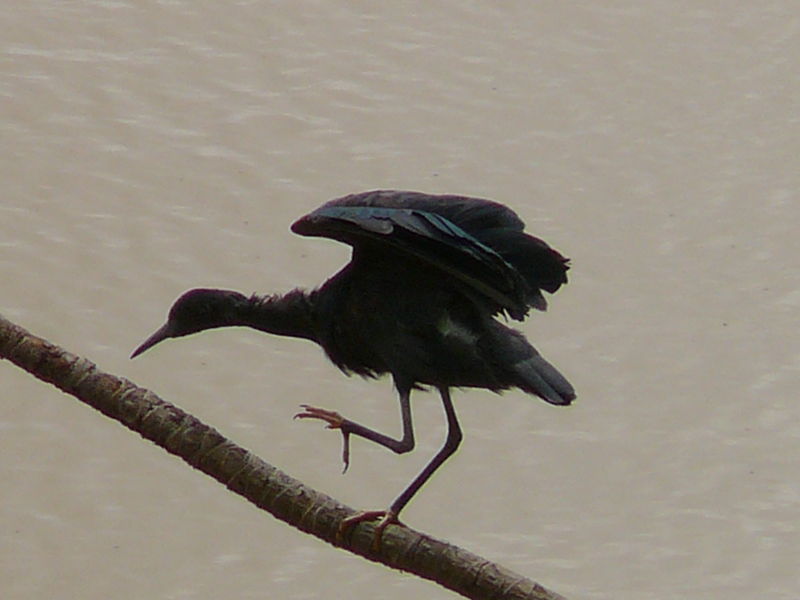 Soubor:Egretta ardesiaca 0004.jpg