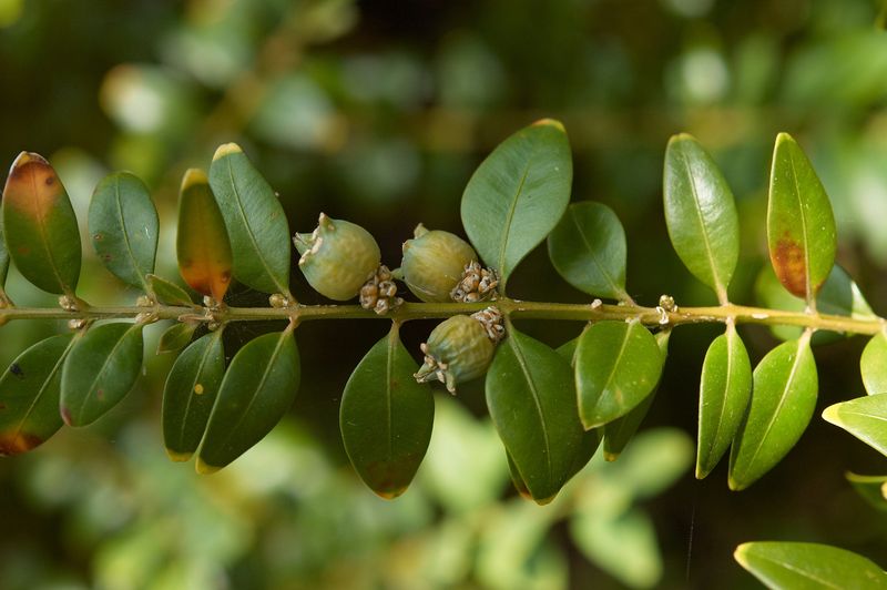 Soubor:Buxus sempervirens C.jpg