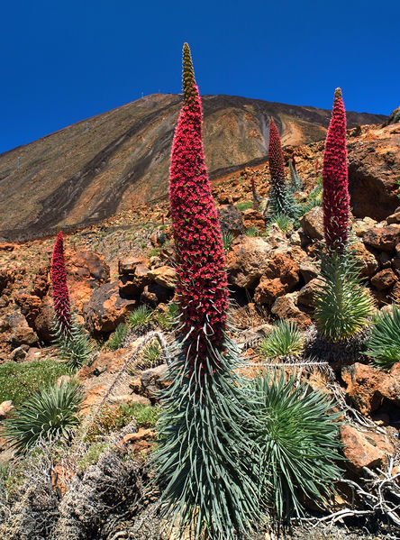 Soubor:Echium wildpretii LC0204.jpg