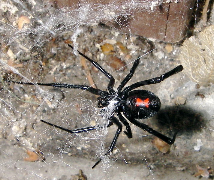 Soubor:Latrodectus mactans 5.jpg