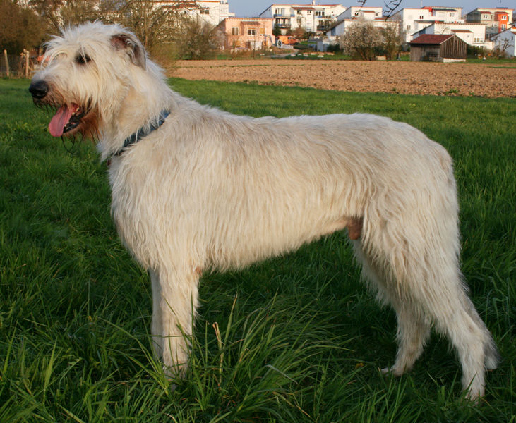 Soubor:Irish wolfhound giaccomo.JPG