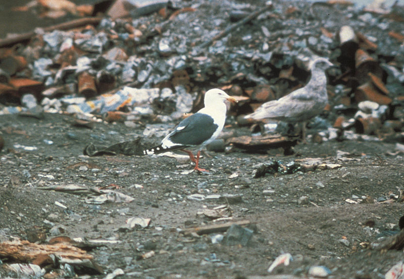 Soubor:Larus schistisagus-USFWS.jpg